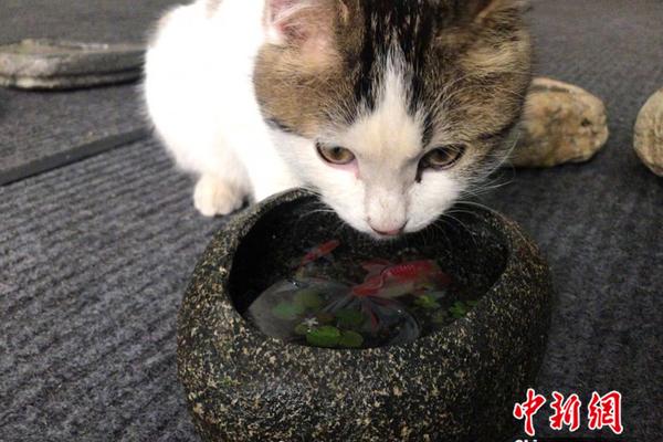 A popular online retailer added a new service that allows customers to return items in person