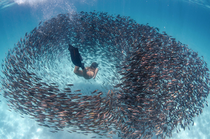 Scientists found a way to clean up oil spills using a natural substance from seaweed