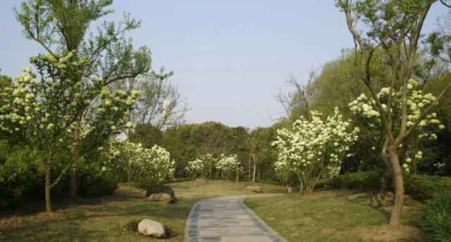 Scientists discovered a new plant that can be used to make a natural insect repellent