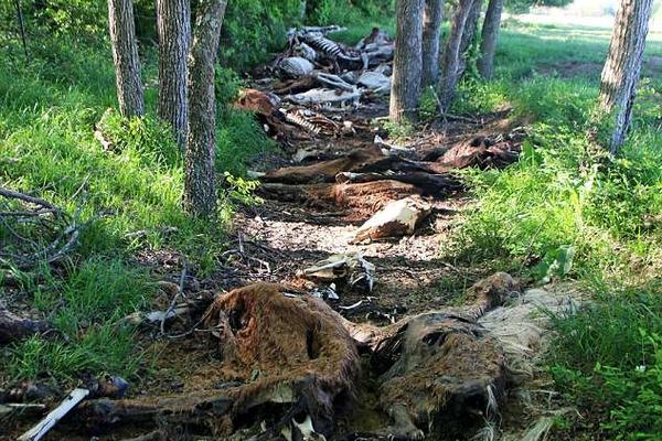 A national forest announced it will allow camping in more areas next year