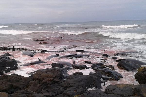 The school board approved plans to build a new elementary school in a growing neighborhood