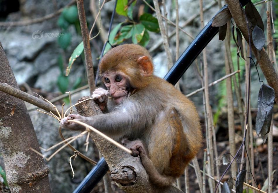 The national hockey team won a crucial match against their rivals