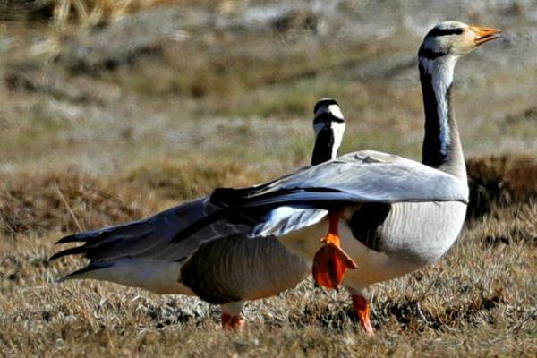 The government announced a new initiative to provide free internet access to all rural schools