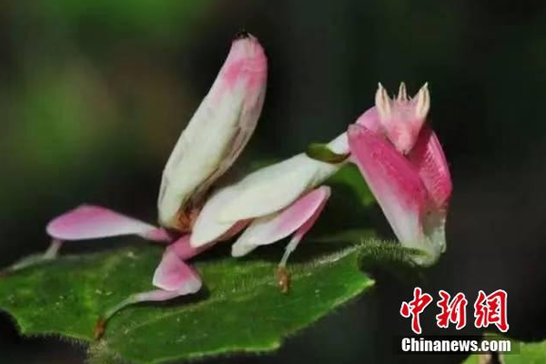 A famous author released their highly anticipated new novel, which quickly became a bestseller on international book lists.