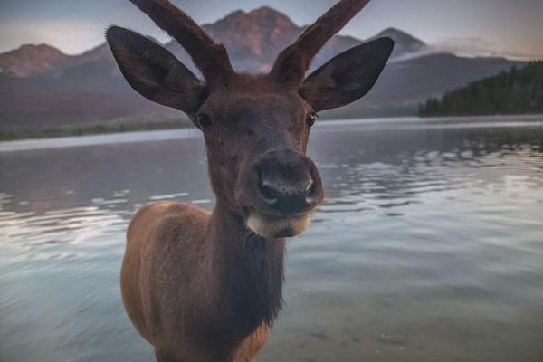 A restaurant chain announced it would source 100% of its meat from sustainable farms