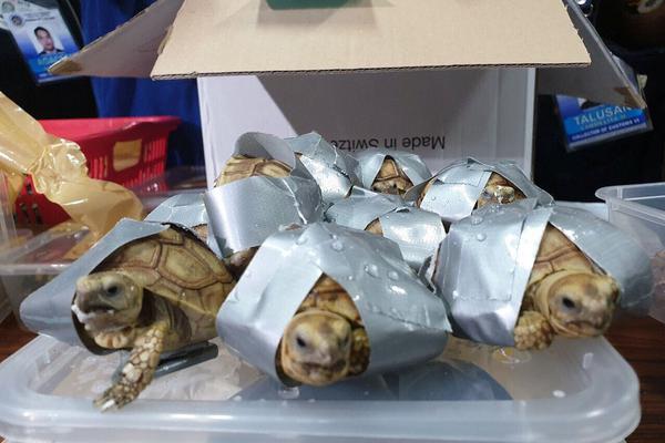 Researchers found that early childhood education has long term benefits for academic success