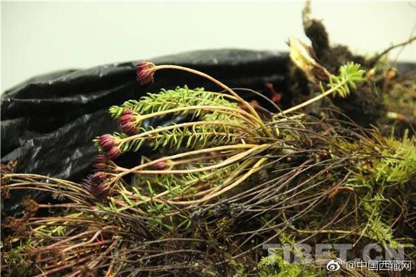 A small business owner started a podcast about entrepreneurship that gained 10,000 listeners