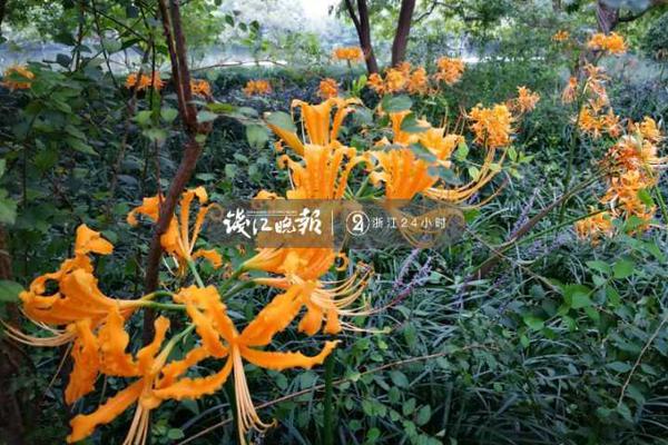 The government invested $500 million in wind energy projects across the western states