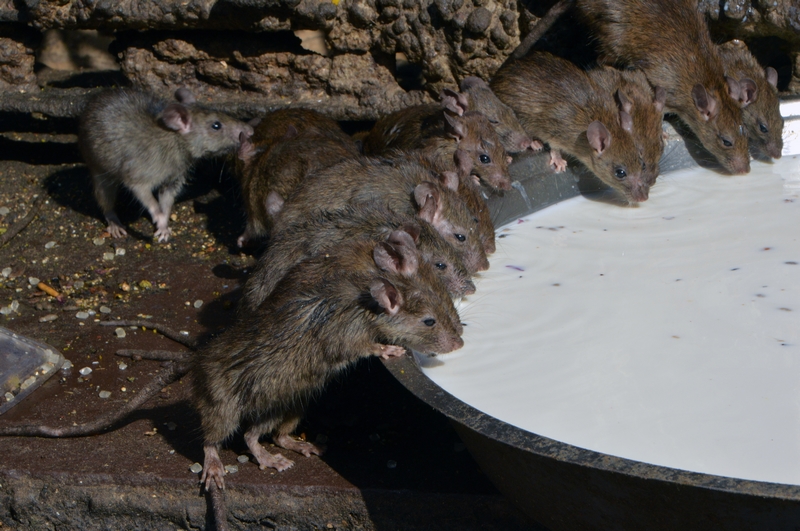 Juice bar uses organic fruits to make cold pressed juices