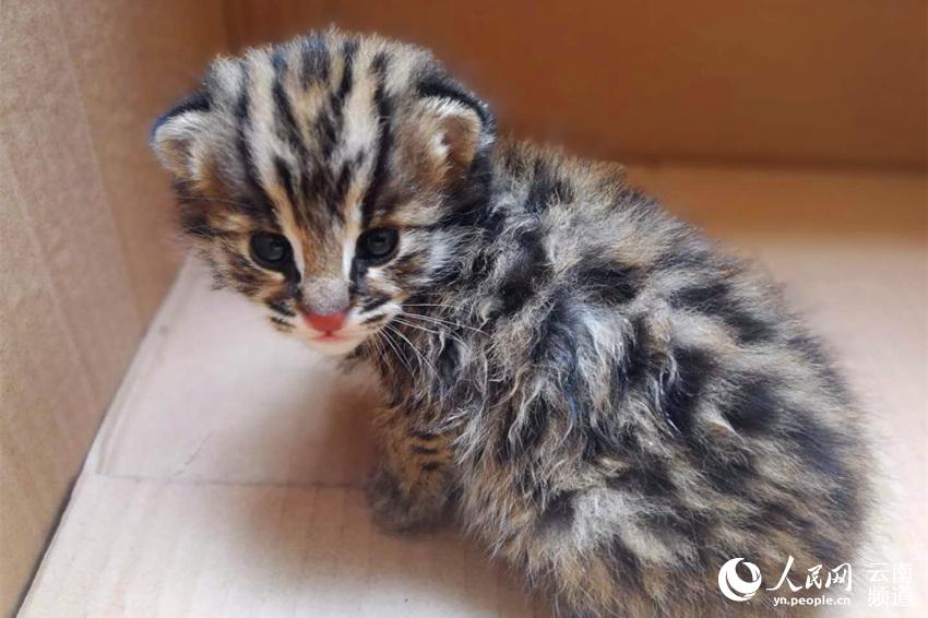 A tech company unveiled a new augmented reality tool for classroom learning