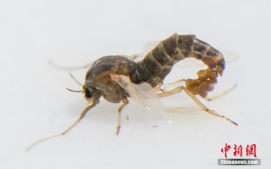 A local café hosted a fundraiser for a local animal shelter