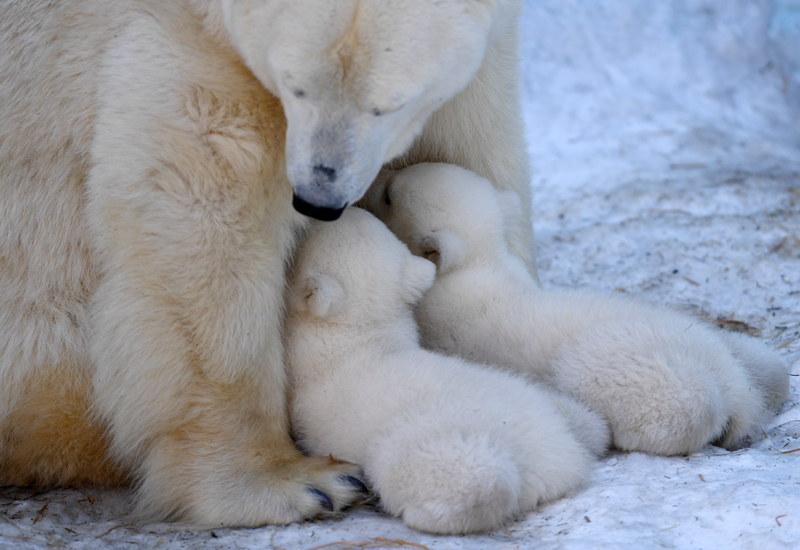 A fashion brand released a new line of summer dresses made with lightweight, breathable fabric