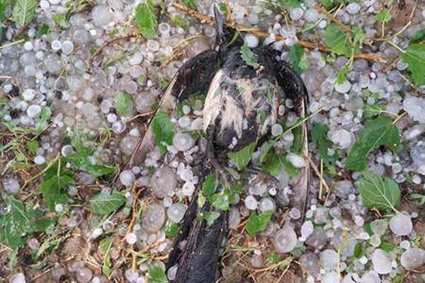 Health officials issued a warning about a rise in cases of a seasonal respiratory illness