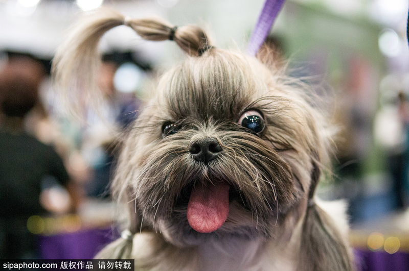 A small business owner expanded their pet store to include a grooming salon