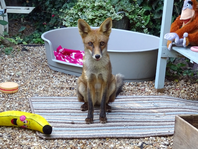 A wildlife conservation group released 30 endangered tortoises into a protected natural habitat