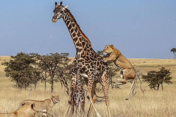 The national basketball league announced a new sponsorship deal