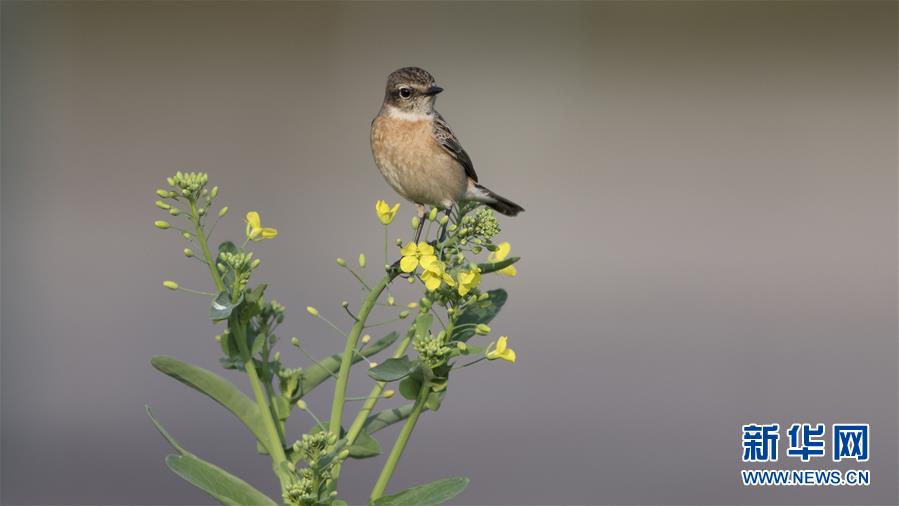 Study shows that spending time gardening reduces stress hormones in adults