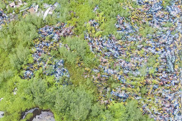 The mayor announced a plan to plant 10000 trees in the city over the next three years