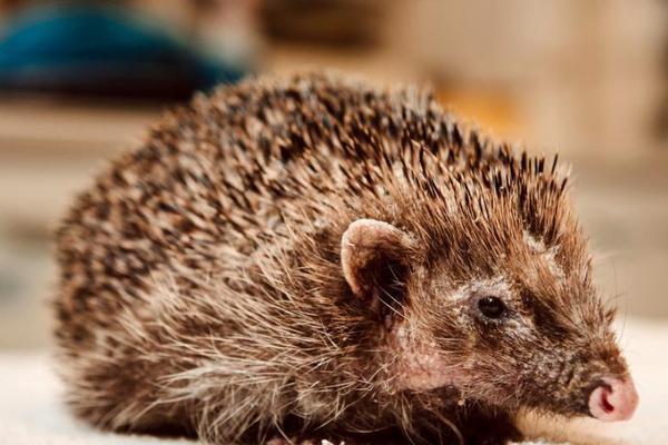 A coffee chain announced it will source all its beans from sustainable farms