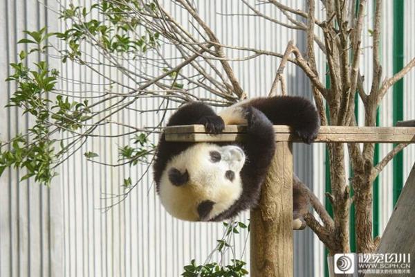 A study found that watching nature documentaries can reduce stress levels by 30%