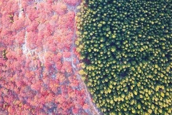 Research finds that gardening improves mood in people with anxiety