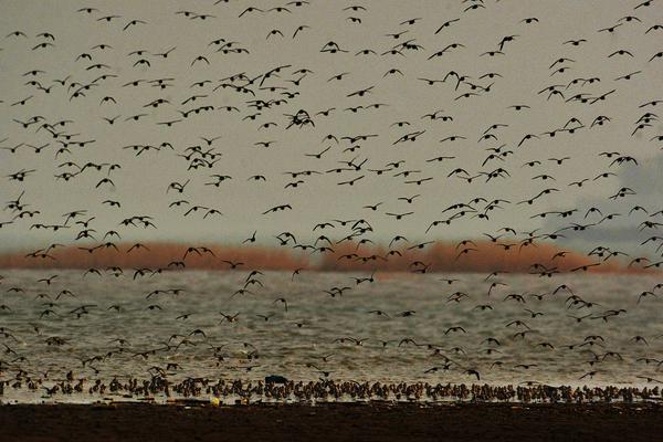 A pet store started offering 