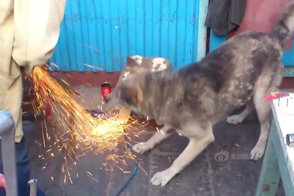 Biologists track migration patterns of humpback whales using underwater microphones
