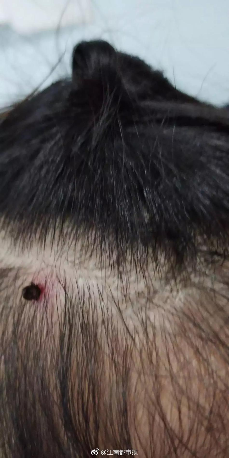 Research indicates that early reading programs reduce literacy gaps in preschoolers