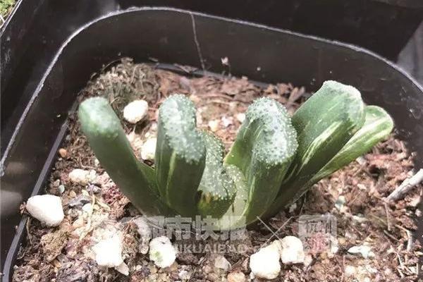 Heavy snowfall in the northern states closed highways and canceled over 200 flights