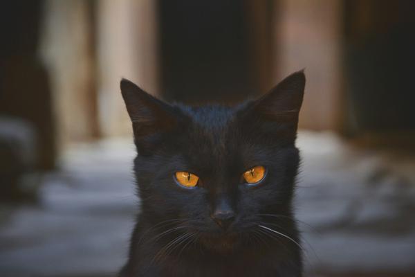 A streaming service added a collection of documentaries about wildlife conservation