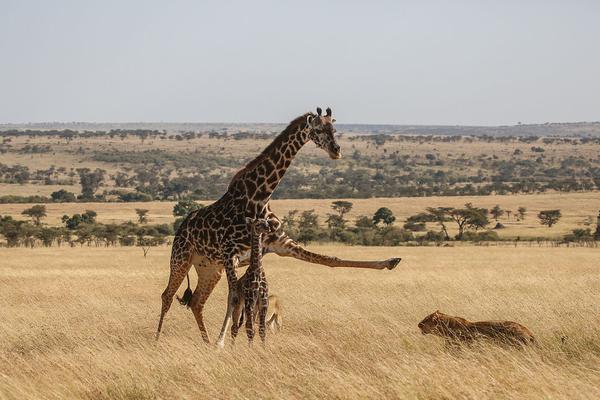 Researchers discovered a new species of bird in a remote forest in South America