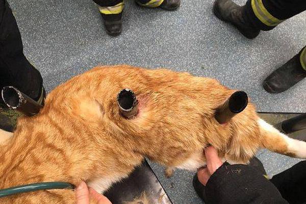 The government introduced new regulations to ensure food is free from harmful chemicals