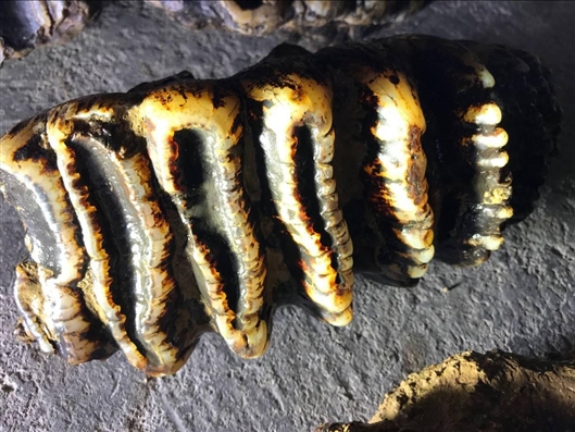 The government announced plans to build more clinics in rural areas without nearby hospitals