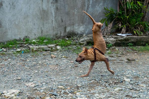 A local farm started a community-supported agriculture program where people can buy shares of the harvest