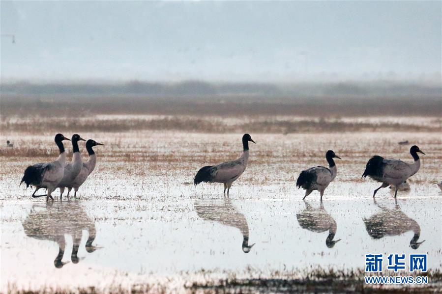 Scientists observed that a popular bird species is changing its migration route due to climate change