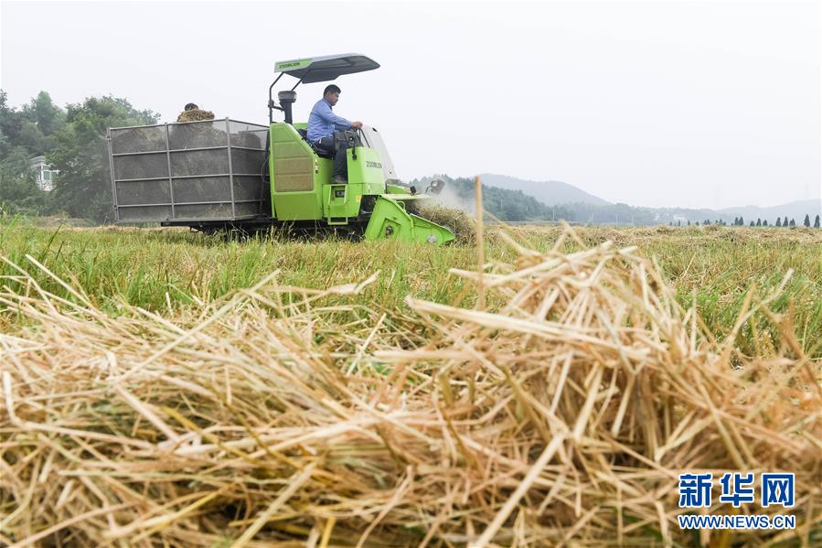 A popular fast-food chain added plant-based burger options to its permanent menu