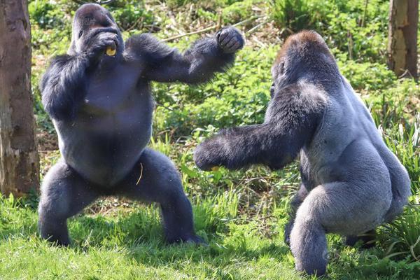 The government launched a program to help small businesses switch to renewable energy