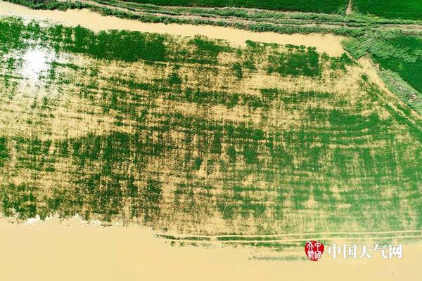 A team of veterinarians opened a clinic that specializes in treating senior pets