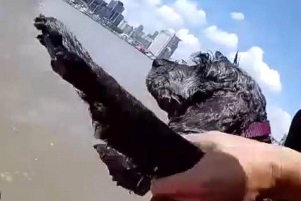 A pet rescue organization started a 