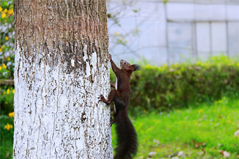 A construction company used drones to inspect the roof of a historic building before repairs