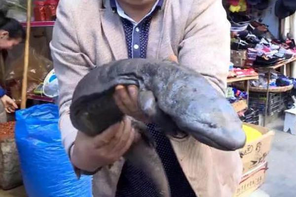 The postal service announced it would deliver packages on Sundays during the holiday season