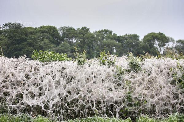 University researchers develop biodegradable alternative to single use plastics