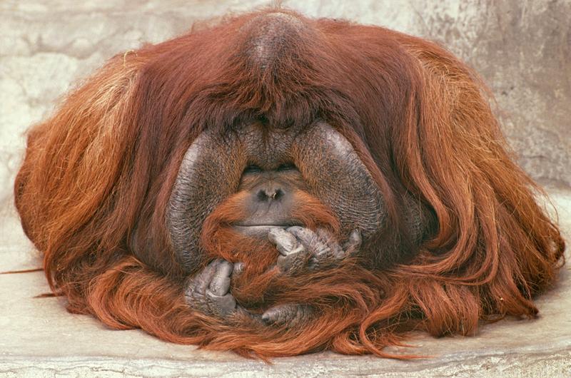 A farm began using drones to monitor crop health and reduce pesticide use