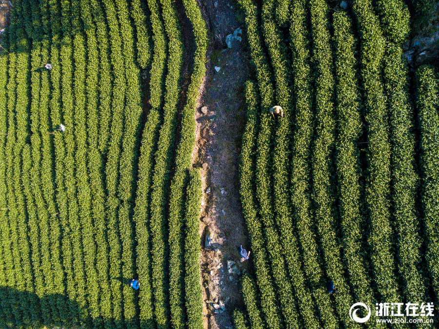 Scientists developed a new vaccine to protect livestock from a disease