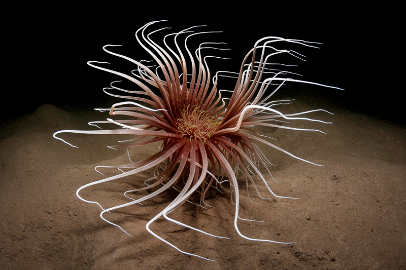 Study indicates that playing team sports improves leadership skills in teens