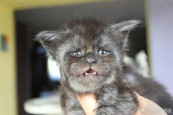 Researchers discovered that drinking green tea daily may help lower LDL cholesterol levels in adults