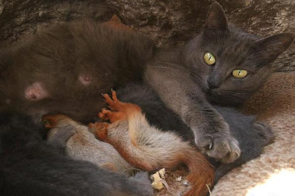 A new study revealed that drinking green tea may have health benefits for the immune system