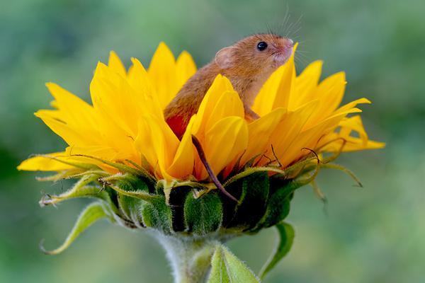 A bookstore offered a monthly book subscription service