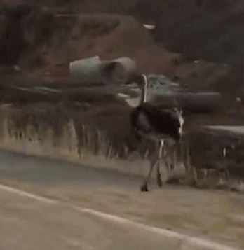 A new animal rescue center opened to care for injured wildlife in the countryside