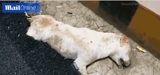 A farmers market helped small farmers sell products